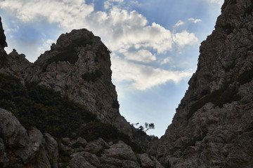 Johannisbrotbaum in der Schlucht