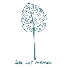 Split Leaf Philodendrom, hand drawn doodle, sketch in pop art style, vector illustration