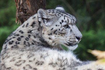 Snow leopard (Panthera uncia) magnificent animal