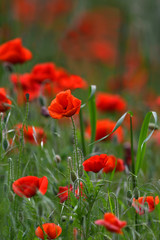 Plakat Beautiful poppies in the Tuscan countryside. Italy.