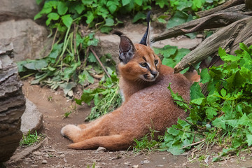 Caracal (Caracal caracal) cub cute and adorable