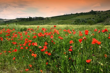 Beautiful poppies in the Tuscan countryside. Italy.