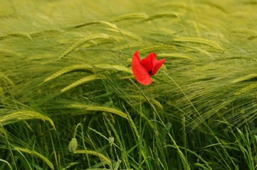 Red poppies in a green wheat meadow. Tuscan Countryside, Italy.