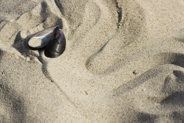 Fototapeta na wymiar Mussel shells lie on the sea sand.