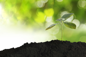 Growing young plant in morning sunlight on nature background