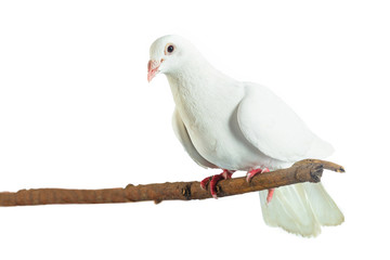 White pigeon at tree branch on white background