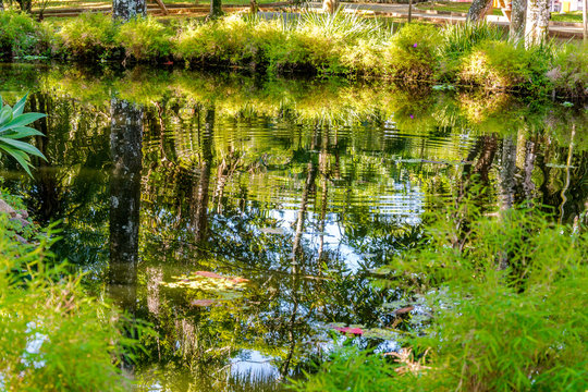 Lake with vegetation and reflex on the water