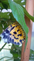 falena gialla sulla foglia