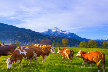 Fototapeta na wymiar Cows on austrian alp, Salzburger Land, Austria