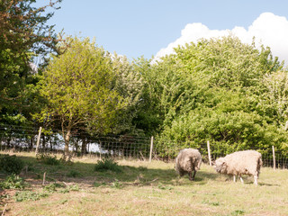 Obraz premium two sheep resting and grazing in a field on a summer's afternoon day time with their backs turned to the camera