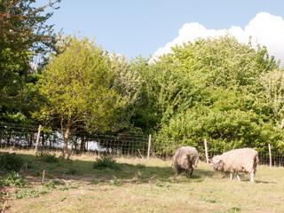 two sheep resting and grazing in a field on a summer's afternoon day time with their backs turned to the camera