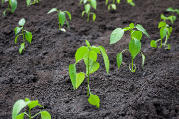 Growing peppers at home spring cultivation nature seedling