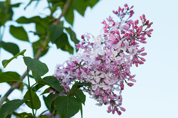 Branch of lilac flowers with the leaves on the blue sky background