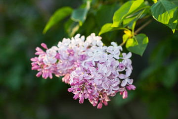 Branch of lilac flowers with the leaves