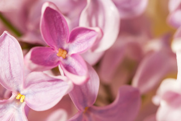 Obraz na płótnie Canvas Macro image of spring lilac violet flowers. Selective focus