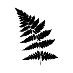 Fern. Silhouette. Black on a white background. Vector illustration.
