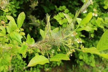 nid de chenille sur branche d'arbre