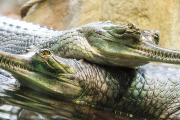 Gharial crocodile, also knows as the gavial