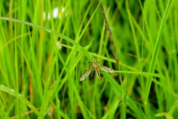 moustique cousin dans les herbes