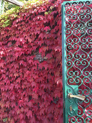 Red leaves climbing the wall with Gate