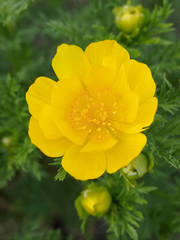 Adonis vernalis