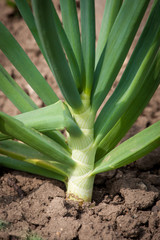 Obraz premium Fresh green onions