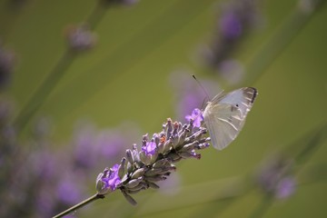 Schmetterling auf lawendel