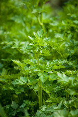 Fresh green parsley