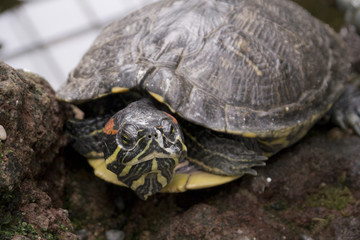 Schildkröte hebt kopf
