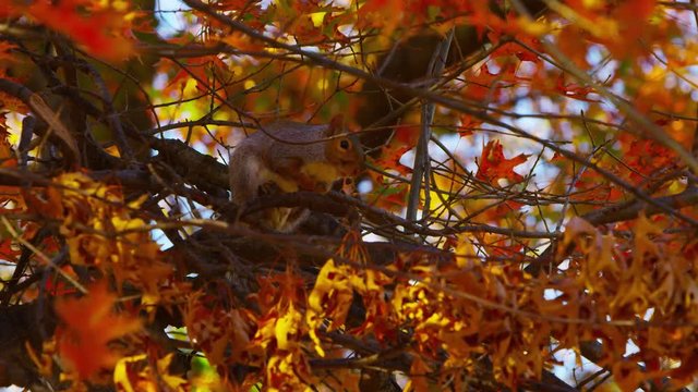AUTUMN - leaves in new york city