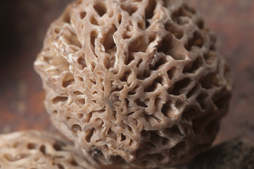 Morel fungus