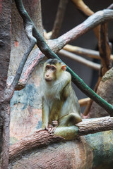 Naklejka na ściany i meble Sad macaque - Macaca nemestrina