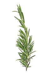 Rosemary sprig isolated on white background