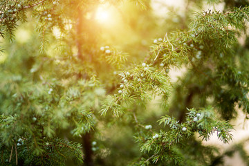 Fototapeta na wymiar beautiful juniper green, with berries in the sun. summer, close-up, coniferous trees