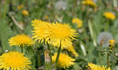 Löwenzahn, Taraxacum