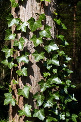 Efeu, Hedera helix, berankt einen Baumstamm