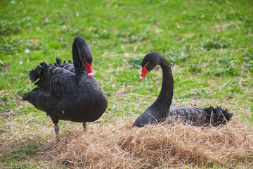 Fototapeta premium Black swans in love