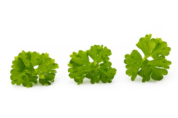 Fresh parsley herb leaves isolated on white background.