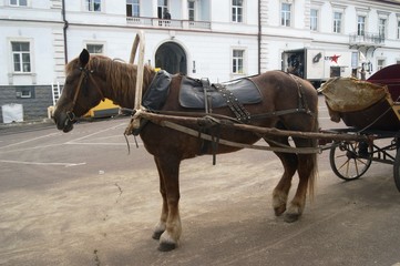 The horse harnessed to the cart