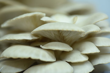 mushroom white