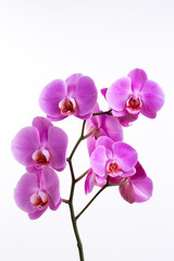 Naklejka na ściany i meble Pink beautiful orchid on colored background.