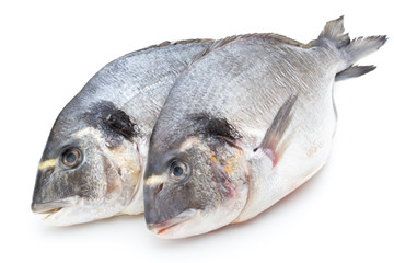 Fresh bream sea isolated on white background.