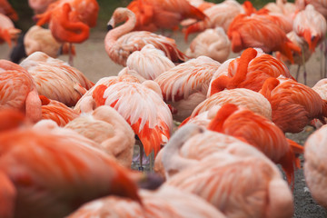 Flock of Pink Caribbean flamingos in water