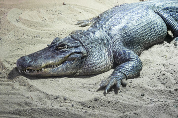 Krokodil auf Sand