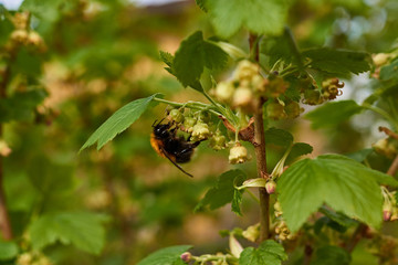 Bumblebee on a flower of a currant/Bumblebee gathers nectar from a black currant flower. Marco. Russia, the Moscow region. Spring, May.