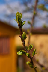Blossoming branch of a tree/On the branch of the cherry blossoms grow green. Blurred background, bokeh. Russia, the Moscow region. Spring, May. Blue sky, clouds. Yellow structure.