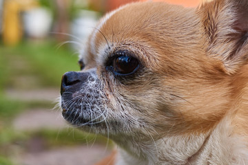 Portrait of a dog/Profile of the dog on a blurred background. A dog of the Chihuahua breed. Smooth-haired, red. He looks to the left. You can see the head, ears, eyes, mustaches. The mouth is closed.