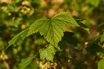 Currant Leaf/Green leaf of a currant on a blurred background. Spring. Russia, Moscow region, May. Shade from a sheet of currant.