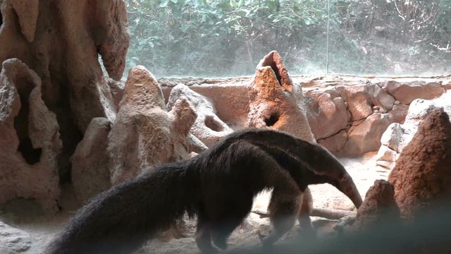 anteater