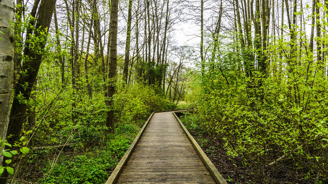 Fototapeta wooden footpath in the forest